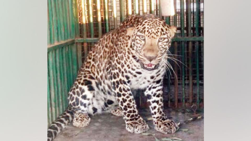 Leopard trapped at Maidanahalli