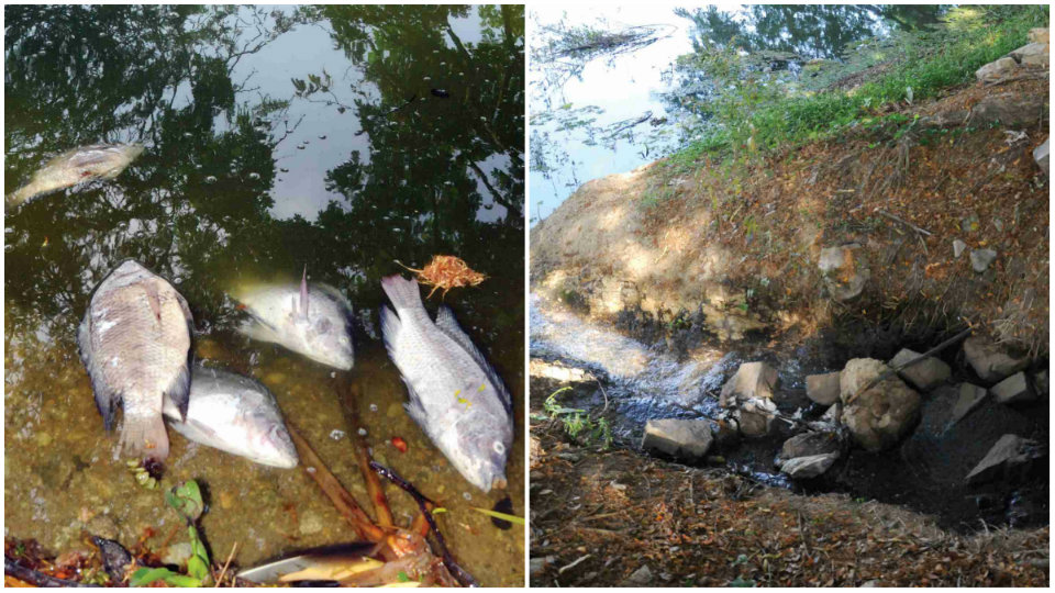 Fish death continues at Kukkarahalli Lake