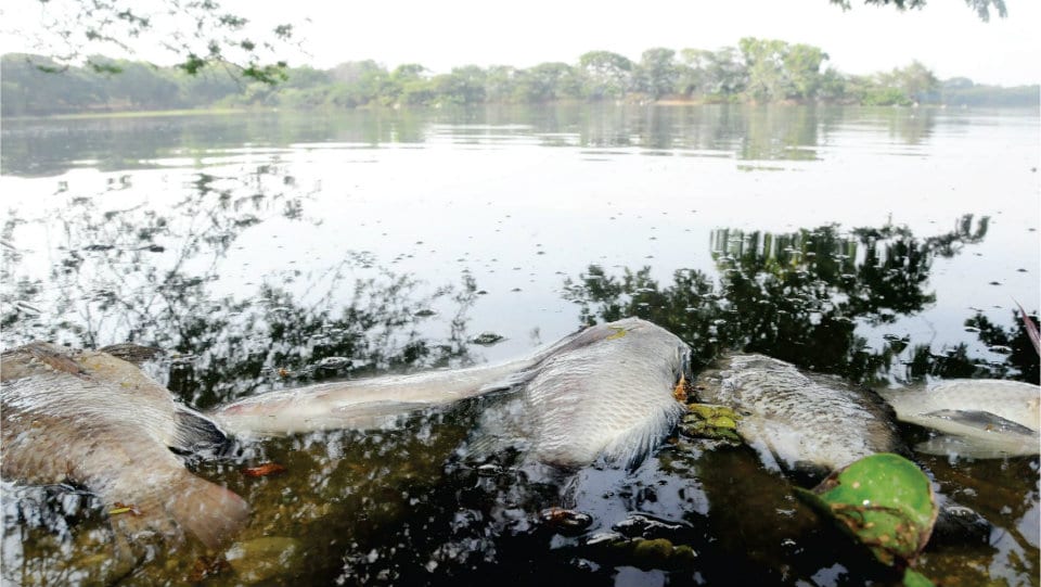 Fish death at Kukkarahalli Lake: EC permits fishing