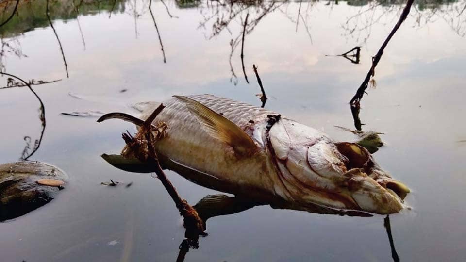 Fish found dead in Kukkarahalli Lake