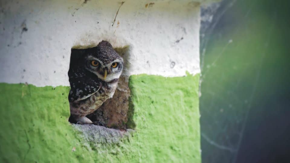An Owl in a Hole !