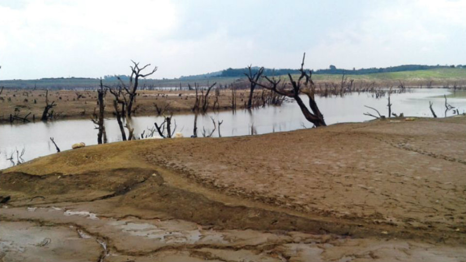Fish die as water from Harangi Reservoir drained