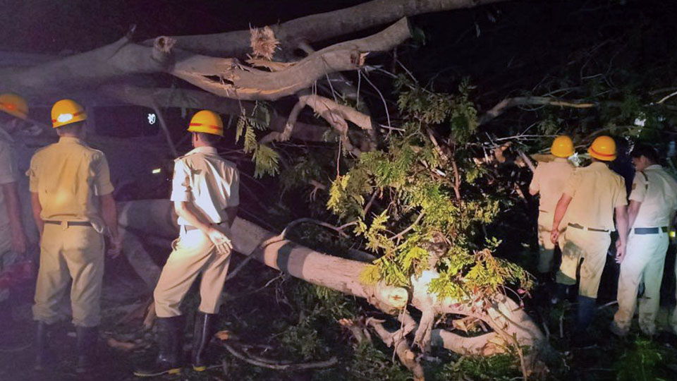 Three tourists killed as tree falls: No entry to KRS today, tomorrow