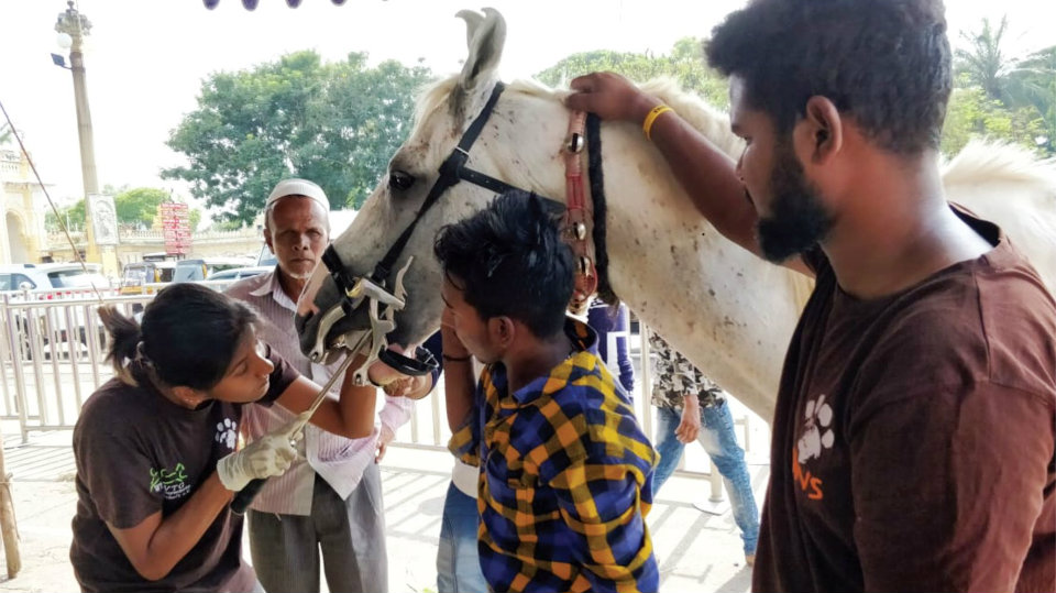 40 horses screened at free health camp