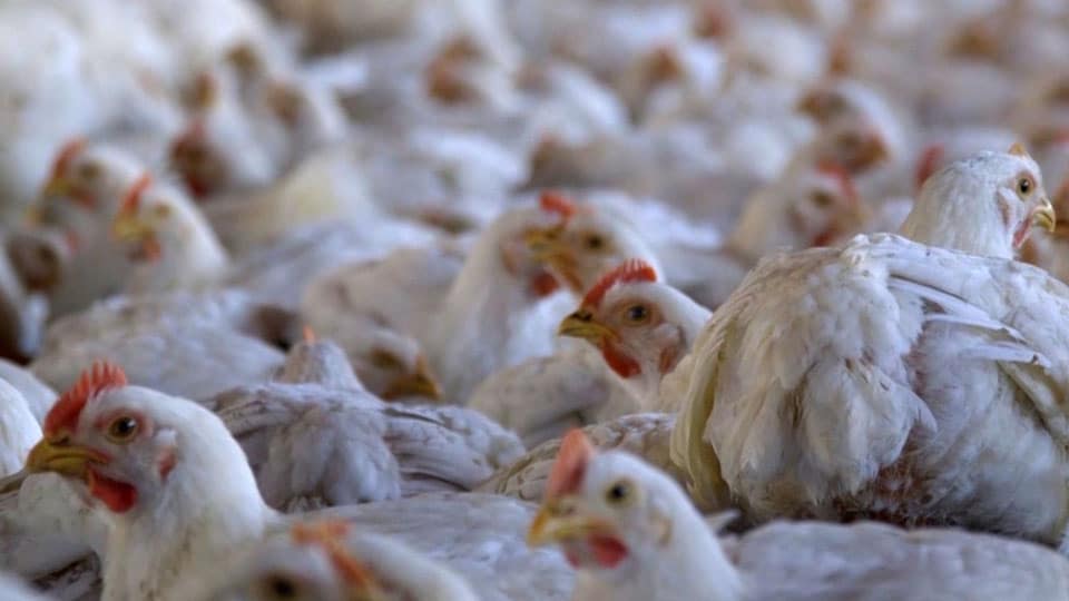 Now, candidates wooing voters with poultry