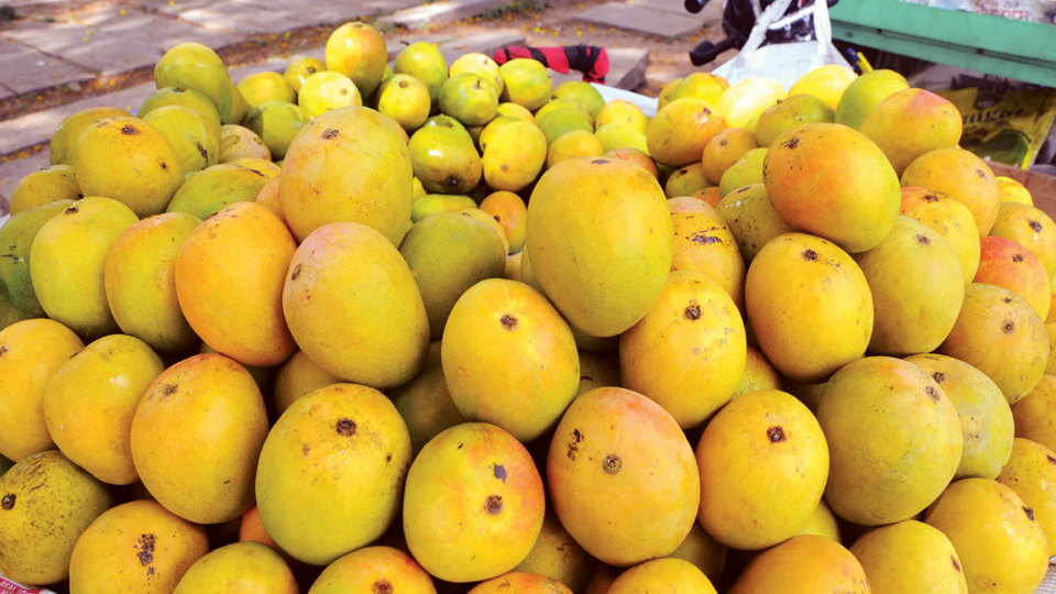 Despite ban, artificial ripening of mango continues