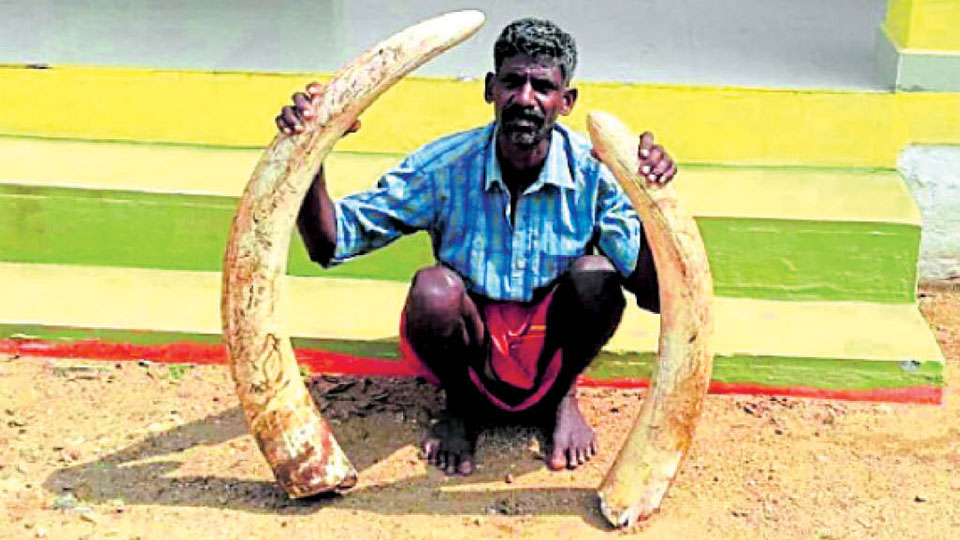 Man held for stealing tusks from dead tusker