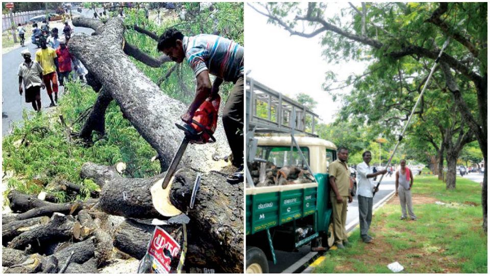 Forest Department’s non-cooperation: Clearing of dangerous trees in limbo, MCC continues trimming weak branches
