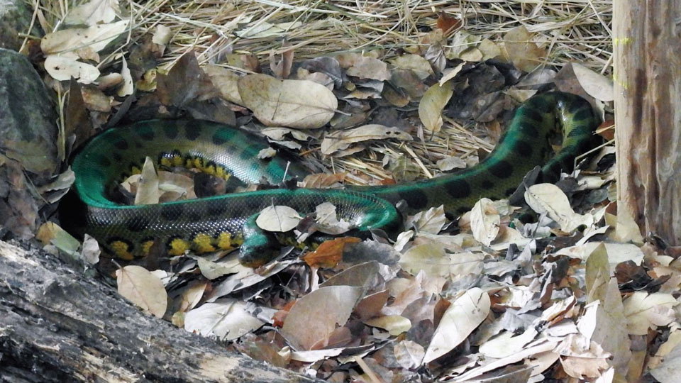 Two green Anacondas arrive at Mysuru Zoo