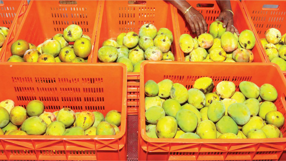 Mango Mela: Horticulture Department to talk with growers on May 23