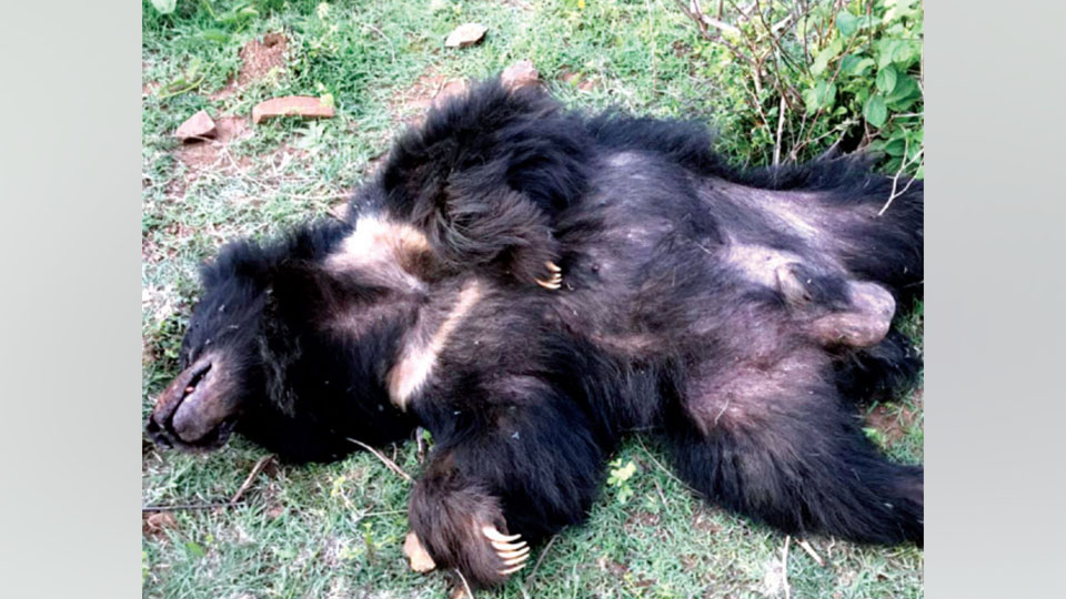Male bear found dead