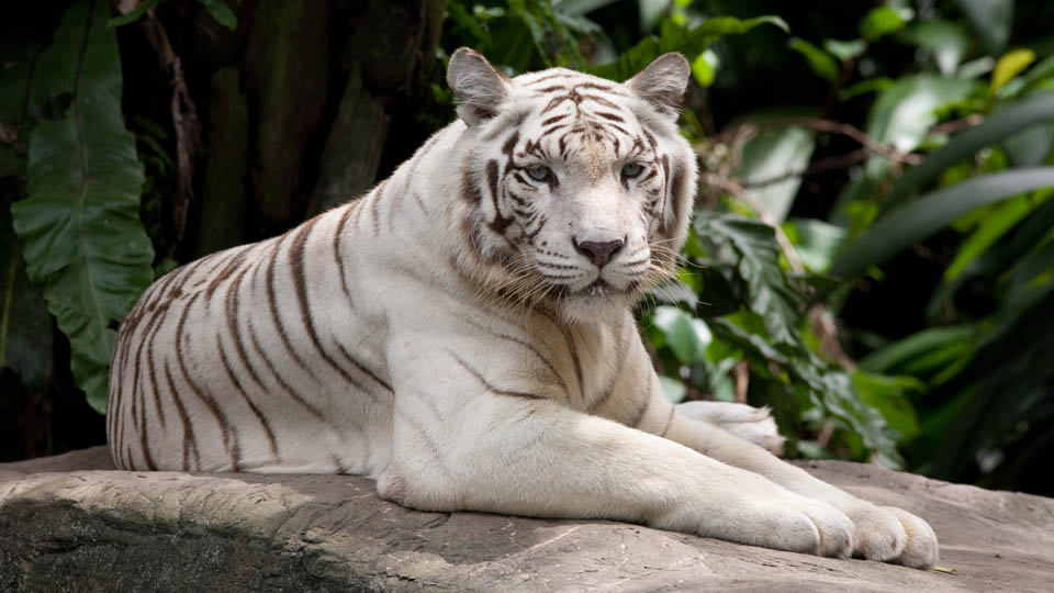 White Tigers, Zebras to make their way into Mysuru Zoo