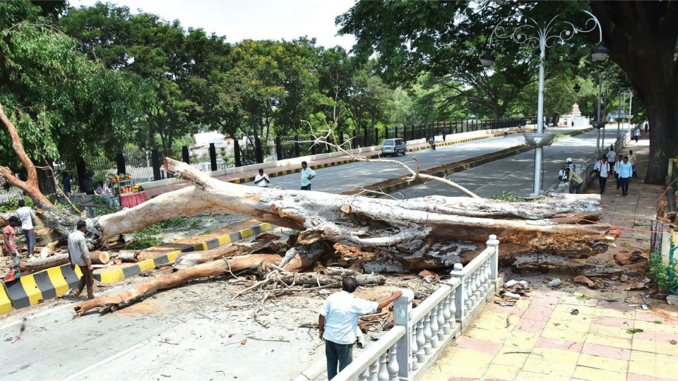 MCC swings into action, clears dead trees, protruding branches
