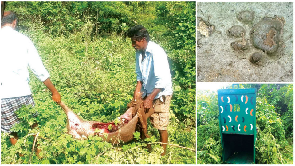 Leopard kills pig, dogs, cats; creates panic at Naguvanahalli