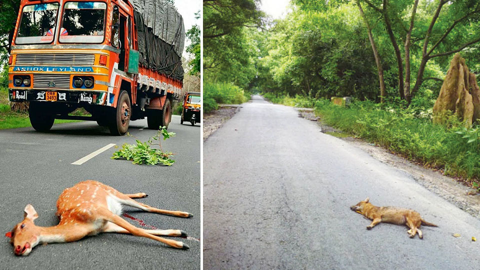 Move to Reduce Roadkills: Buses to ply at 30 kmph via Chamarajanagar forests