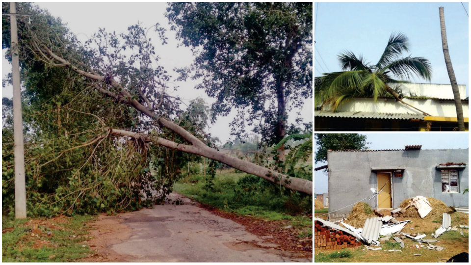 Strong winds, rains uproot trees, blow off roof tops