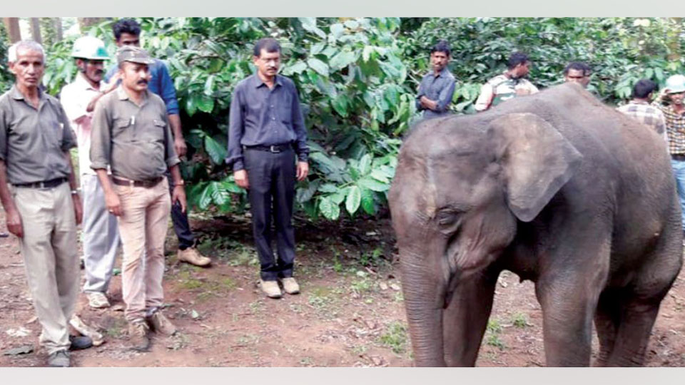 Elephant calf with bullet wounds rescued at Dubare