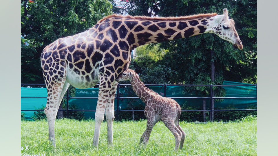 Giraffe & Hippopotamus calves born at Mysuru Zoo