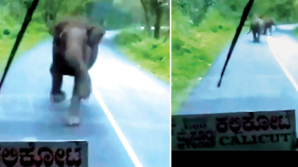 Elephant chases bus to protect calf