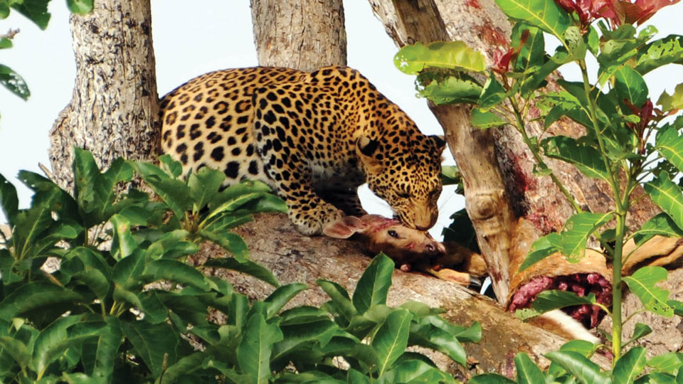 A date with leopards at Bandipur