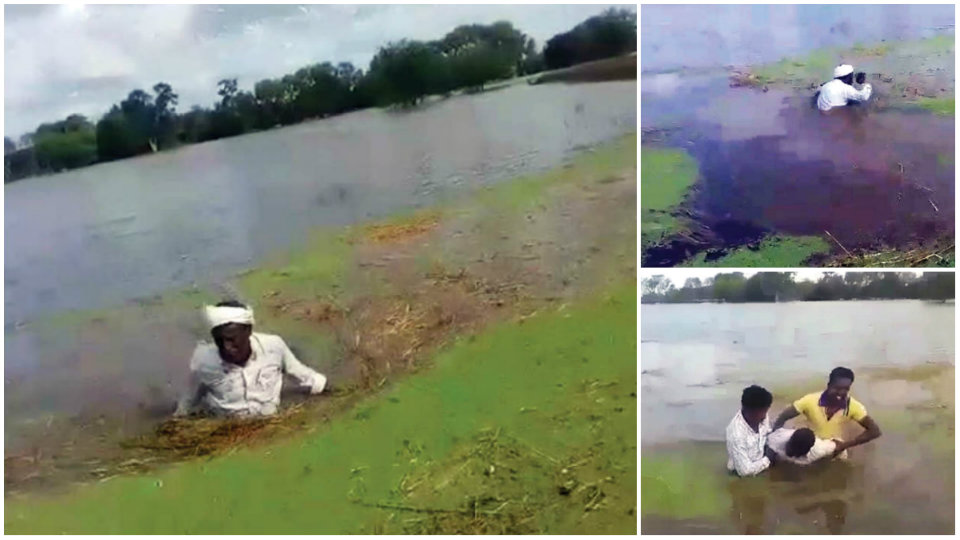 Kabini water swallows farmer’s paddy crop
