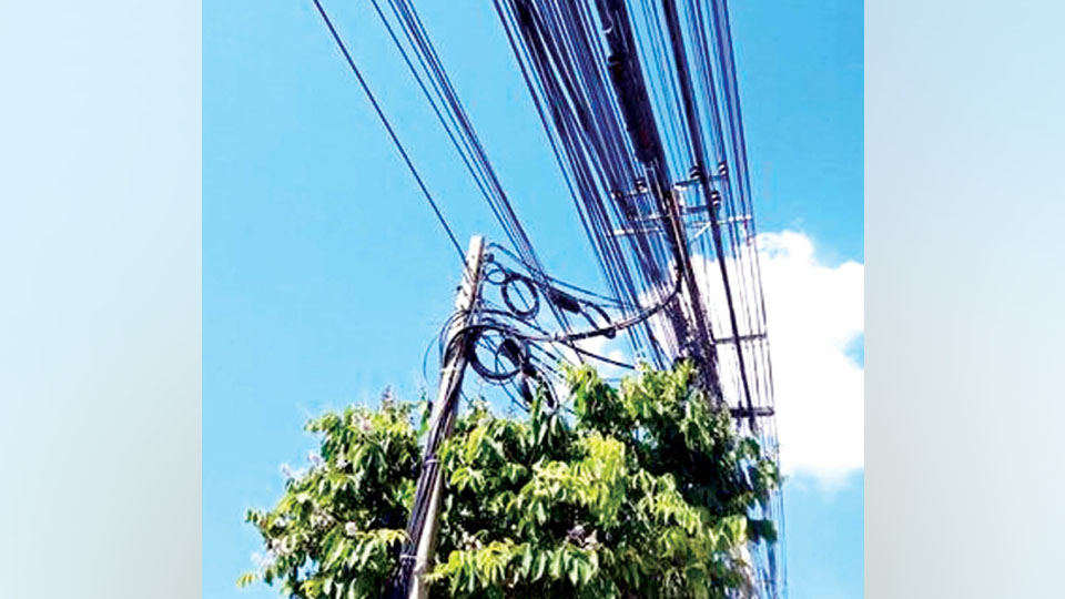 Indiscriminate planting of saplings under power lines