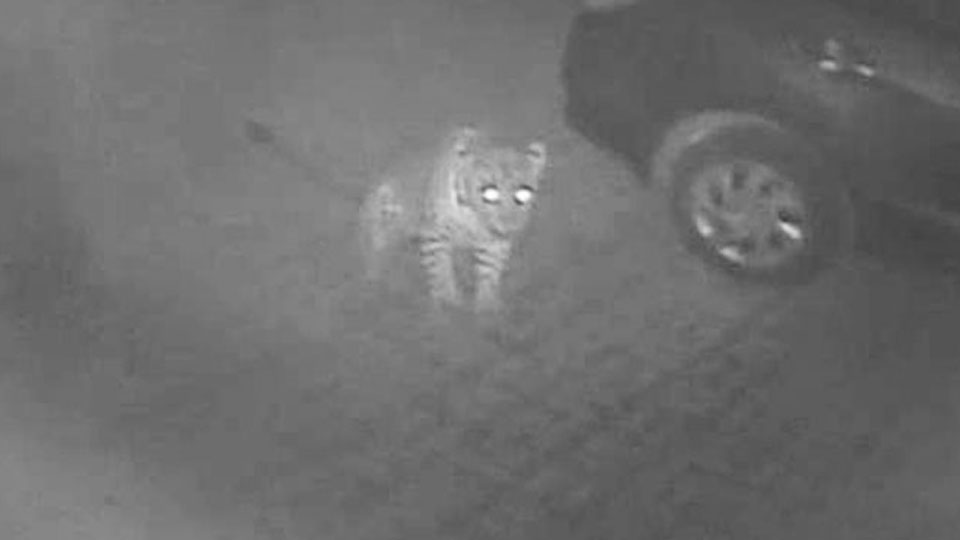 Villagers shocked as CCTV footage shows leopard carrying away chicken at Kumarabeedu