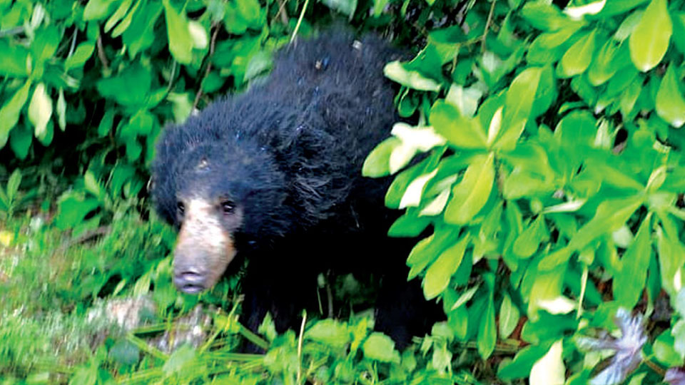 Bear sighted near Garaganahalli