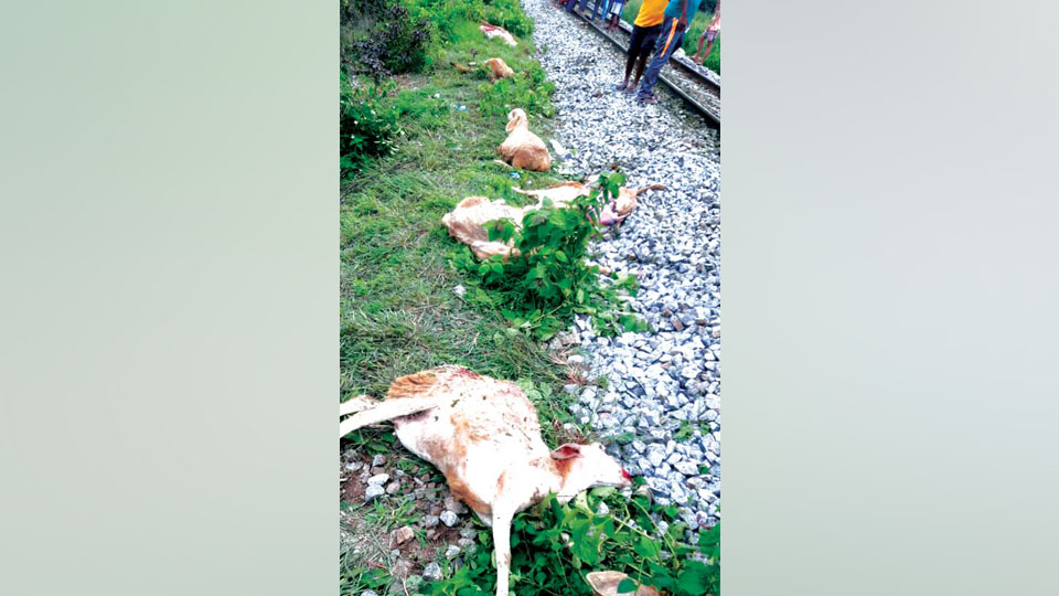 More than 30 sheep run over by train