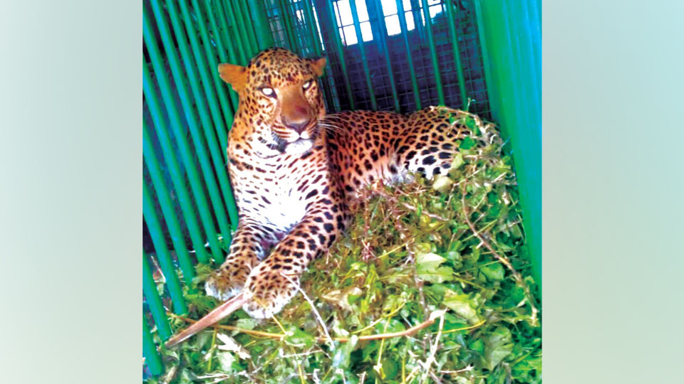 Leopard trapped in Hunsur