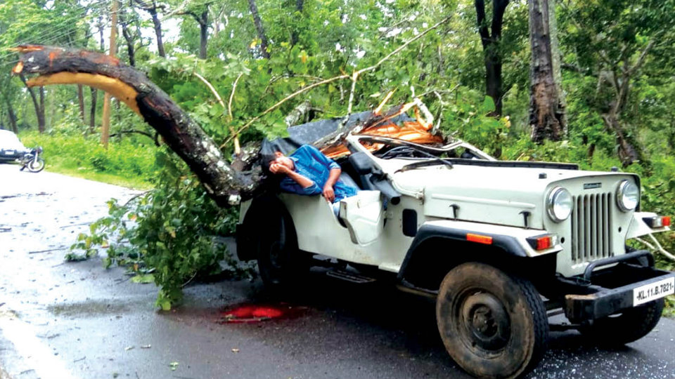 Driver injured as huge branch falls on jeep