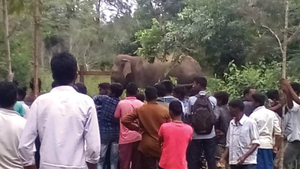 Wild elephant enters village near Nagarahole