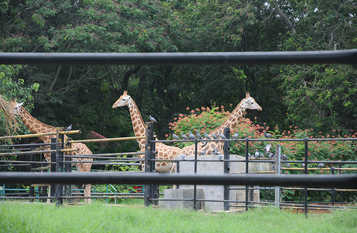 Mysuru Zoo sends giraffe Shankara to Hampi Zoo