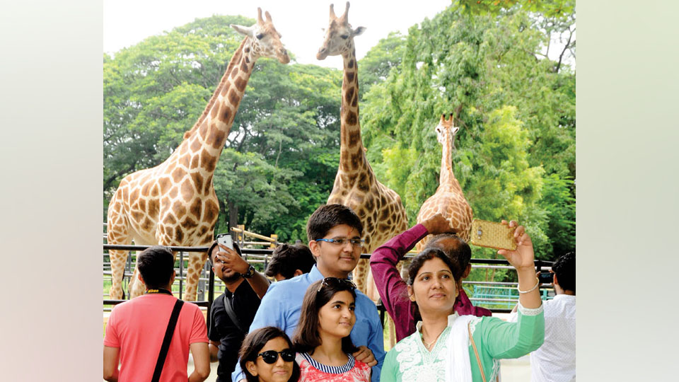 World Giraffe Day at City Zoo