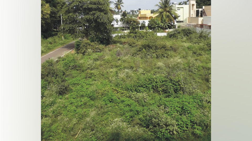 Plea to clear parthenium, weeds at CFTRI Layout