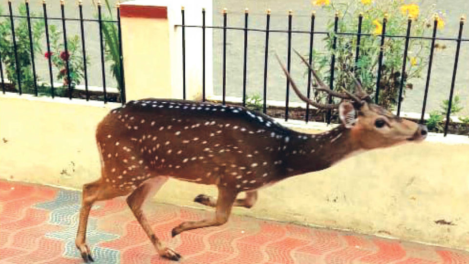 Spotted Deer rescued at Periyapatna