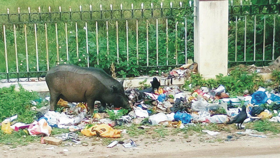 Uncleared garbage attracting pigs in Rajiv Nagar
