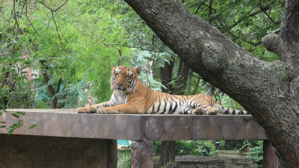 World Tiger Day celebrated in Zoo, Bandipur