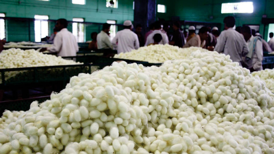 Cocoon market in Mysuru not big boost for sericulture industry