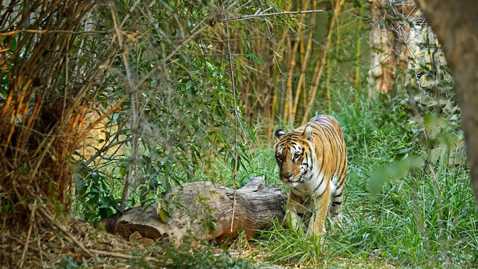 World Tiger Day at Zoo tomorrow