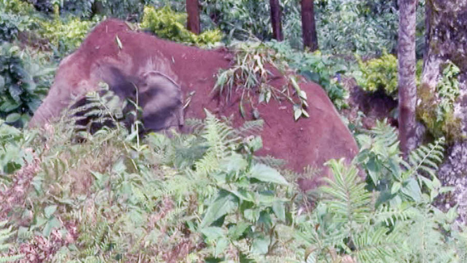 Operation to drive elephants from coffee estate in Madikeri continues