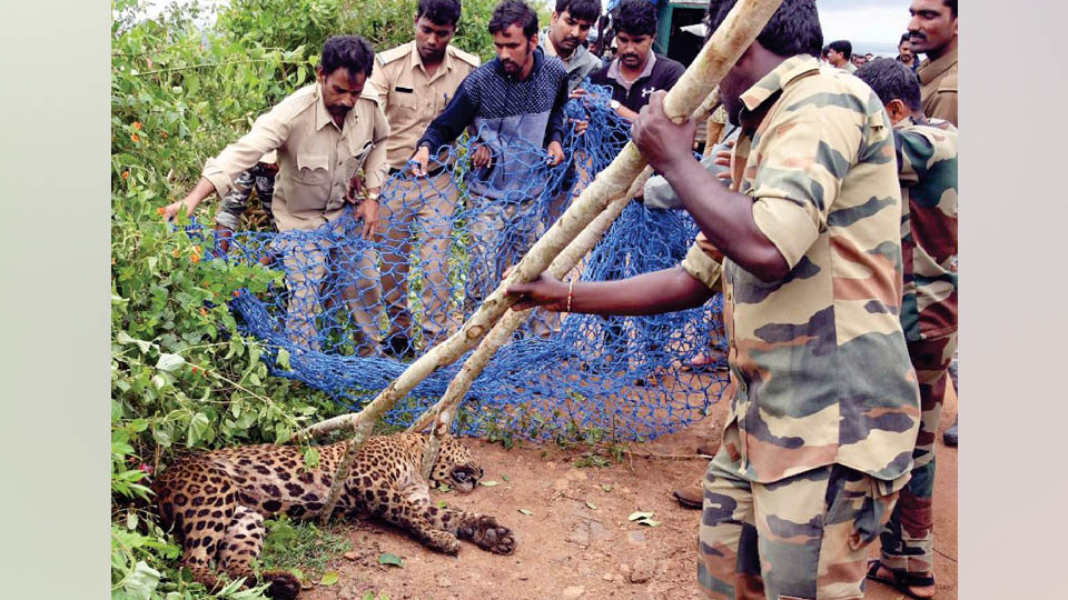 Leopard trapped in snare rescued