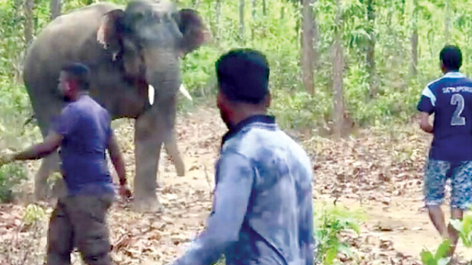 Tusker attacks youths for clicking photos