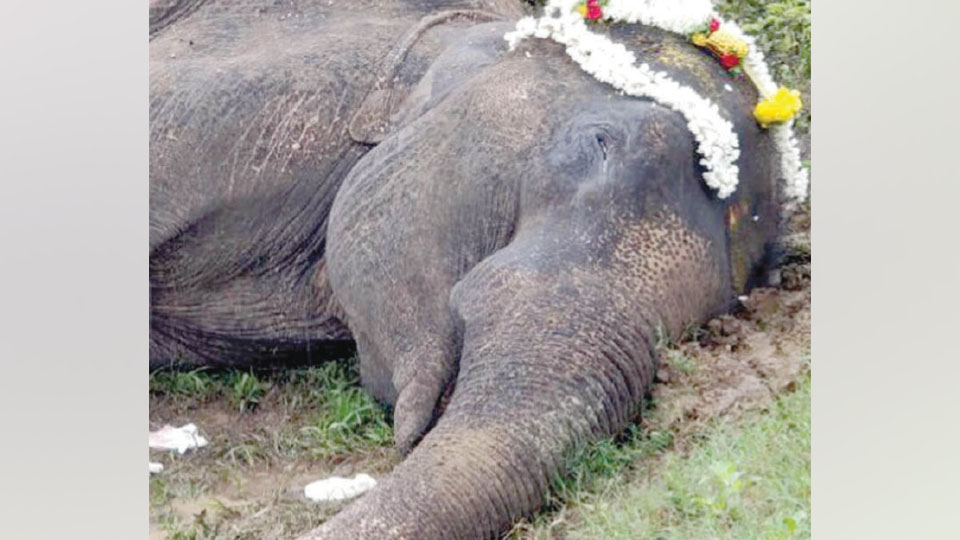 Female elephant dies at Dubare Elephant Camp