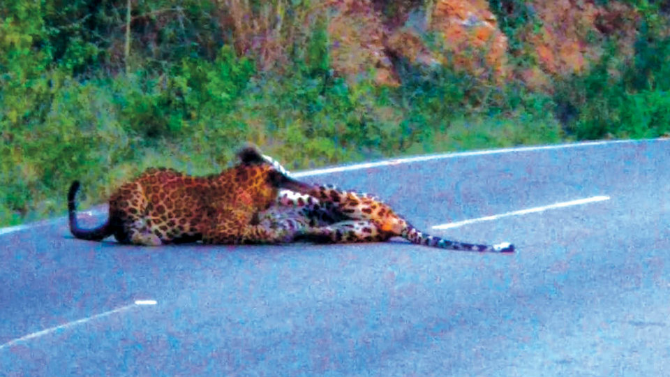 Leopards in playful mood stop traffic on Bannari Ghat