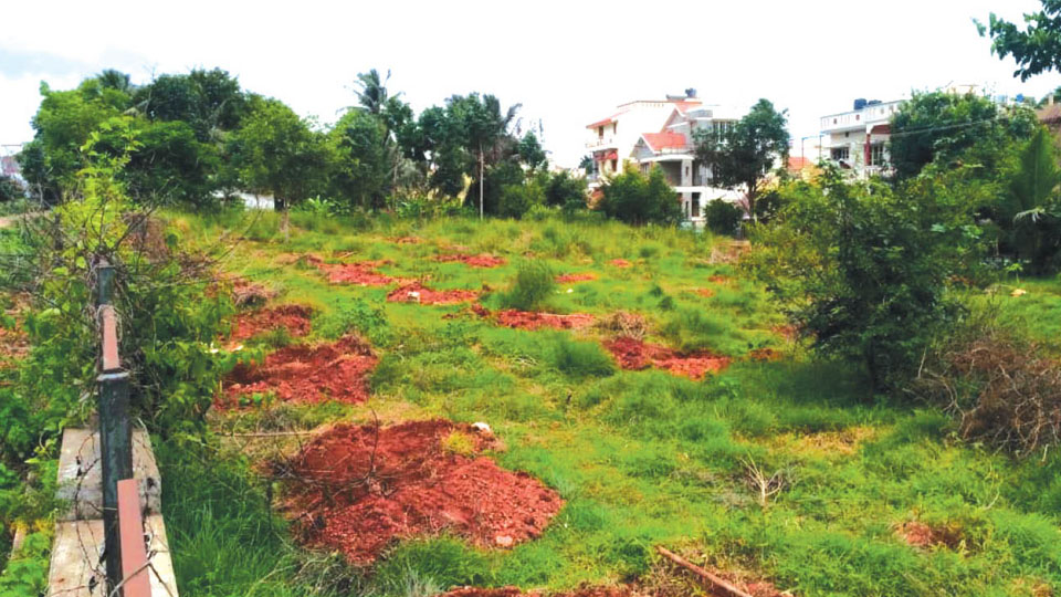 Residents plant saplings only to be removed by MCC