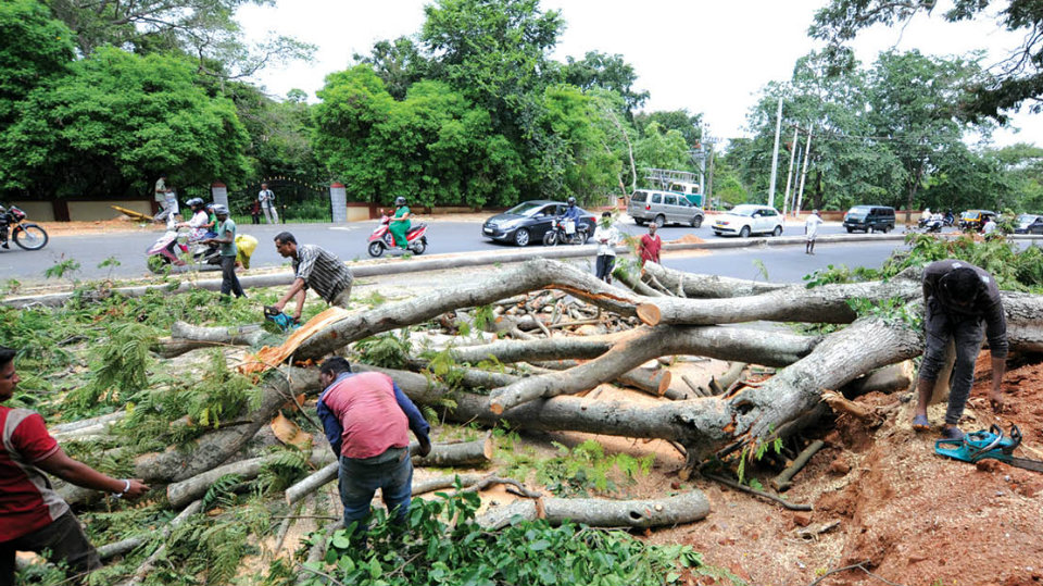 Five trees felled to straighten Hunsur road