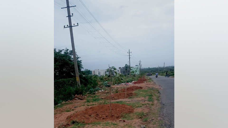 Saplings planted under power lines at Sathagalli