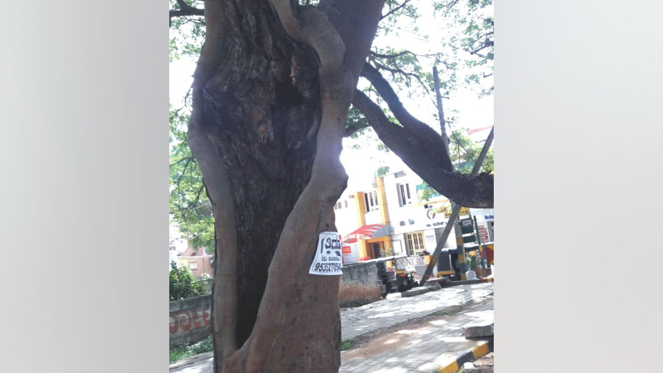 Tree posing danger near Adichunchanagiri hostel in Paduvarahalli