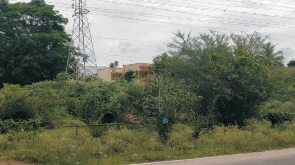 Plea to clear weeds, overgrown bushes in Vijayanagar